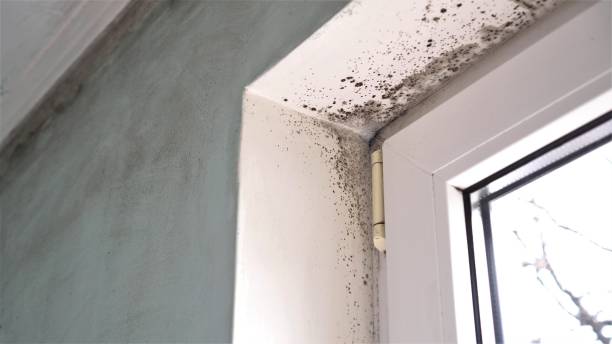 Franklin Square, NY Mold Remediation Company