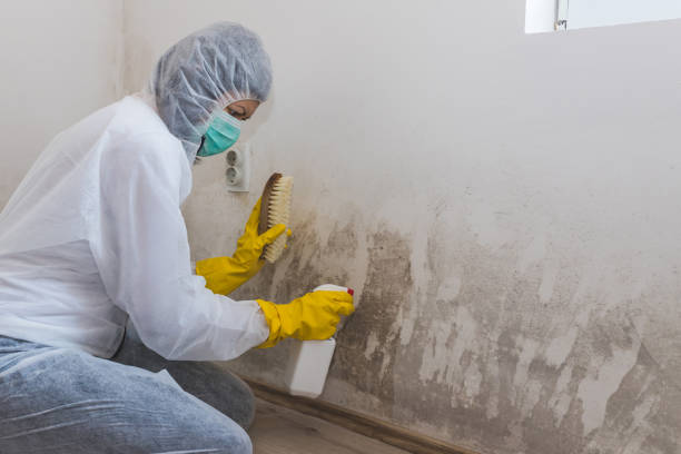 Best Basement Mold Remediation in Franklin Square, NY